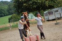 élection des meilleurs chevaux des écuries